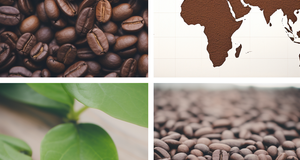 The Role of Soil and Climate in Coffee Flavor Profiling