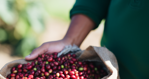 The Importance of Direct Sourcing and How It's Changing the Coffee Industry